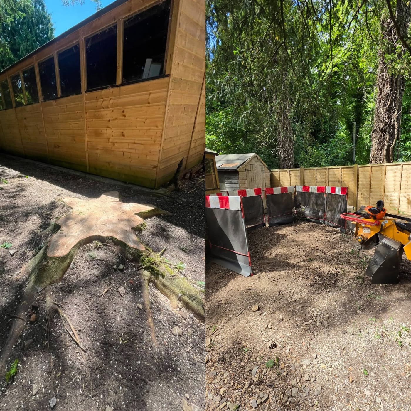 Large root stump before and cleared ground after grinding